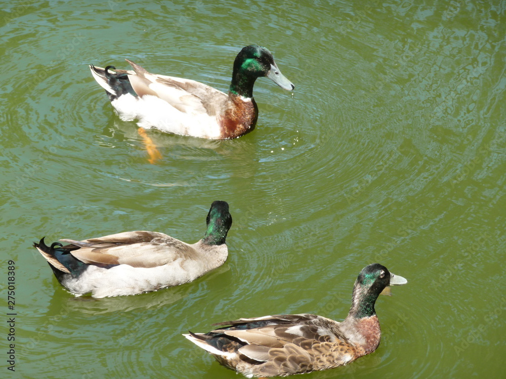 Obraz premium 水上のマガモ３羽(大阪府)
