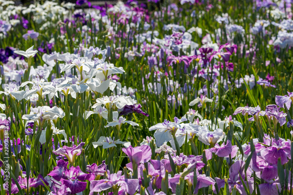 菖蒲　堀切菖蒲園　東京都葛飾区