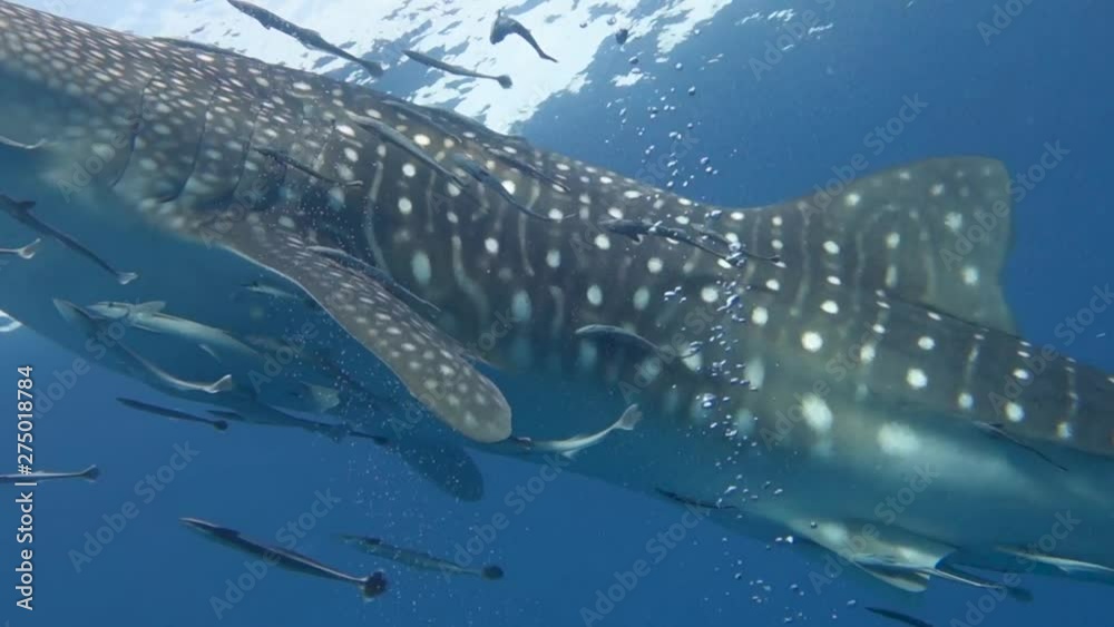 Close view of a whale shark swimming towards the surface with bubbles from scuba divers in foreground.