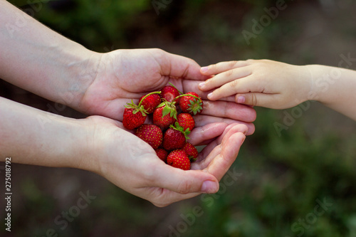 a handful of ripe red strawberries in female hands and children's hands