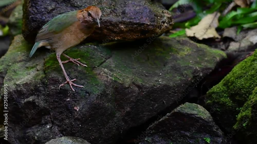 The Rusty-naped Pitta is a confiding bird found in high elevation mountain forests habitats, there are so many locations in Thailand to find this bird; it is famous for its rusty nape. The Rusty-naped Pitta is a confiding bird found in high elevation mountain forests habitats, there are so many locations in Thailand to find this bird; it is famous for its rusty nape.