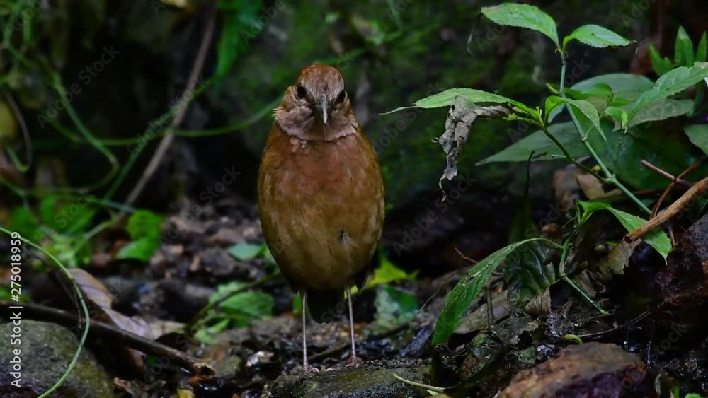 The Rusty-naped Pitta is a confiding bird found in high elevation mountain forests habitats, there are so many locations in Thailand to find this bird; it is famous for its rusty nape. The Rusty-naped Pitta is a confiding bird found in high elevation mountain forests habitats, there are so many locations in Thailand to find this bird; it is famous for its rusty nape.