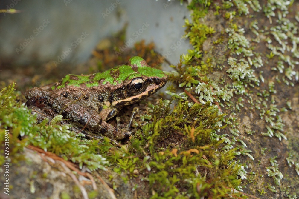 Swinhoe's frog(Odorrana swinhoana)(Boulenger, 1903) Swinhoe's frog(Odorrana swinhoana)(Boulenger, 1903)