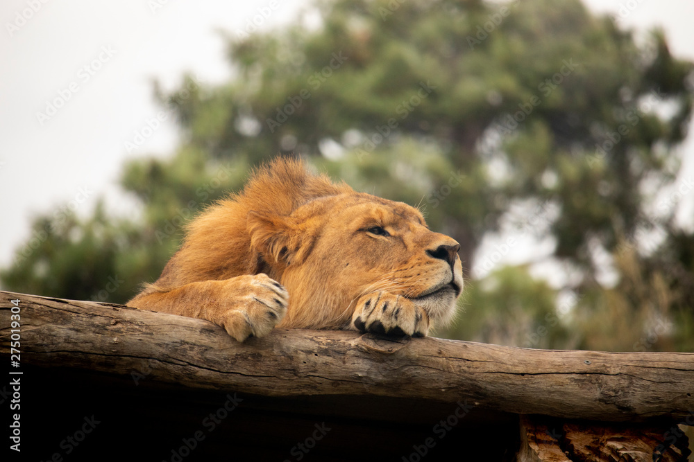 Naklejka premium Lion resting in the sun