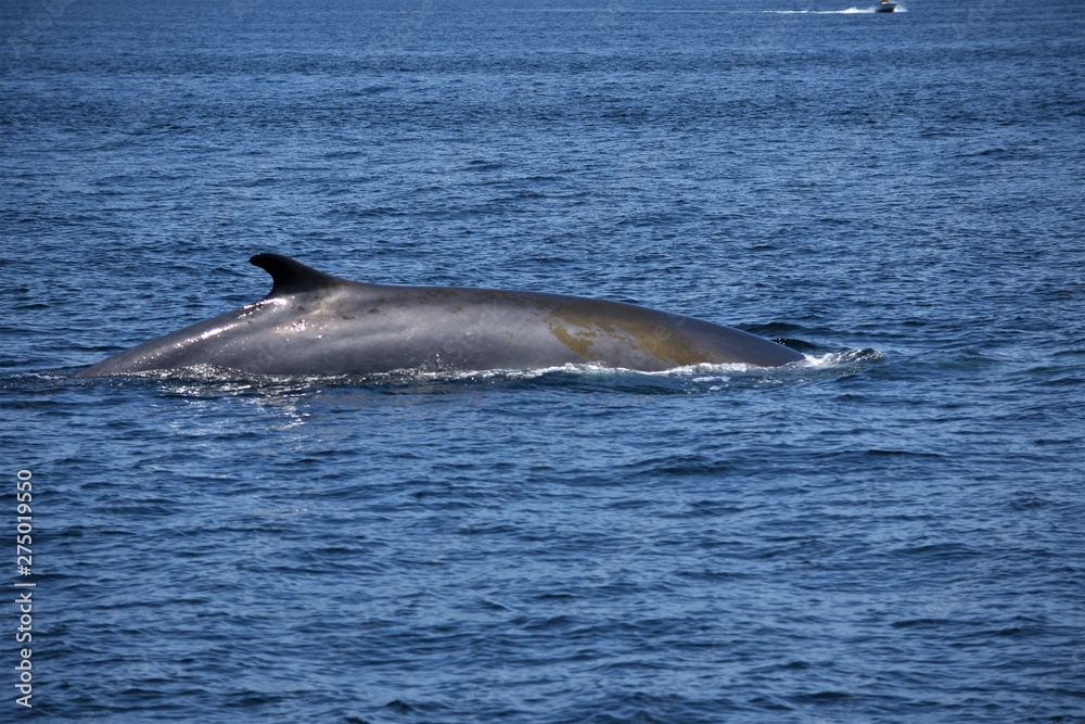 Fototapeta premium Fish Select