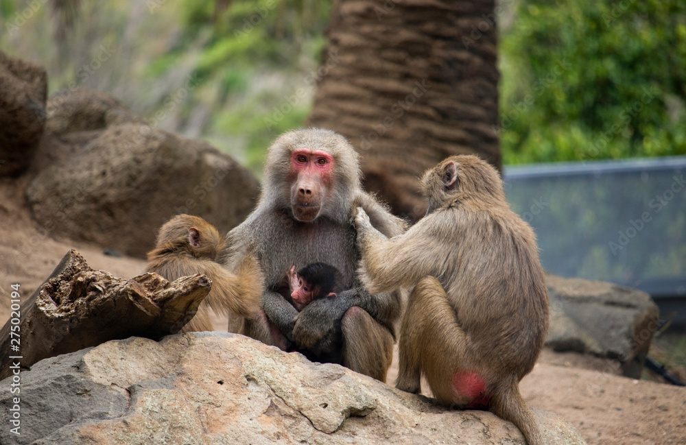 Mother baboon being groomed by younger baboons