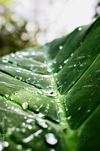 dew on leaf