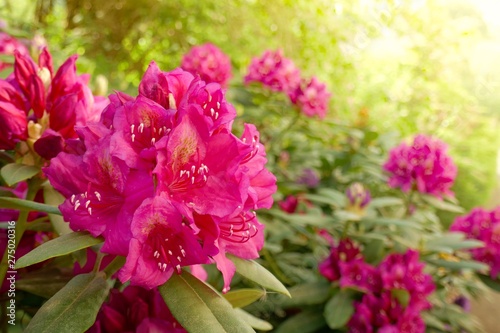 Pink rhododendron in the garden in the sunshine on a blurred vegetable background.Rose bay  Rhododendron  border landscape