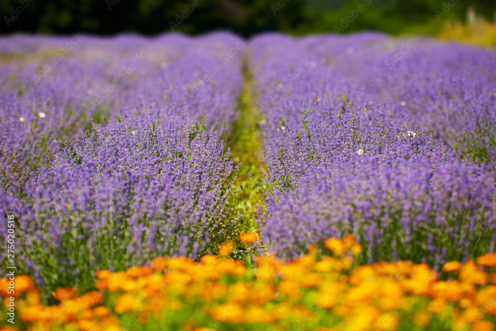 Lavender fields in the summer