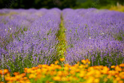 Lavender fields in the summer