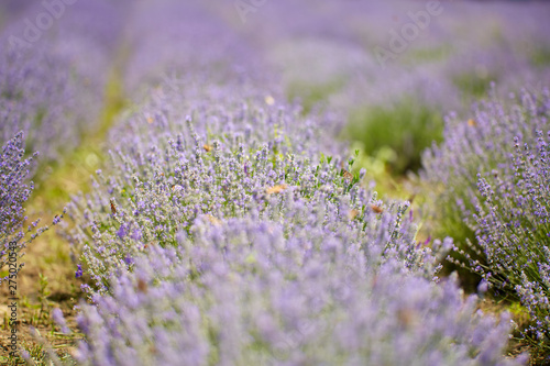 Lavender fields in the summer