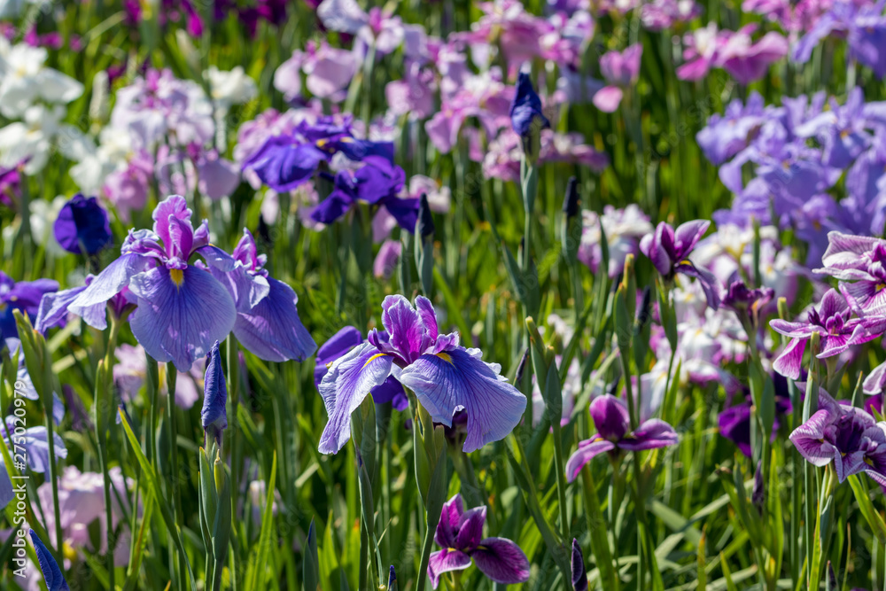菖蒲 堀切菖蒲園 東京都葛飾区 菖蒲 堀切菖蒲園 東京都葛飾区