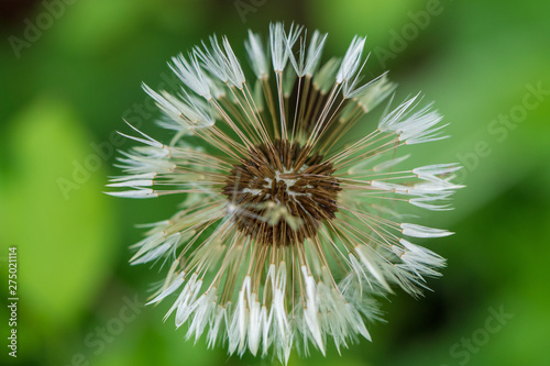 dandelion on black background