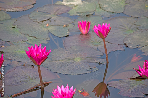 The pink lotus is in the big pond.