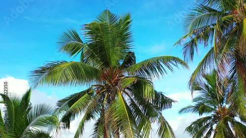 Playa de Puerto Naos, La Palma, trucking drone shot of beautiful palm trees on breeze , luxury vacation concept, background shot photo