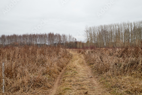 Yellow landscape in autumn cloudy day with field full of dry grass and road