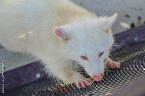 White raccoon climbing on the cage in misbehave moment. cute animal