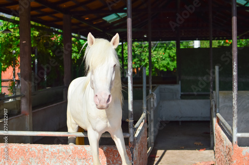 Beautiful young white horse looking over the fence in the stables. 
