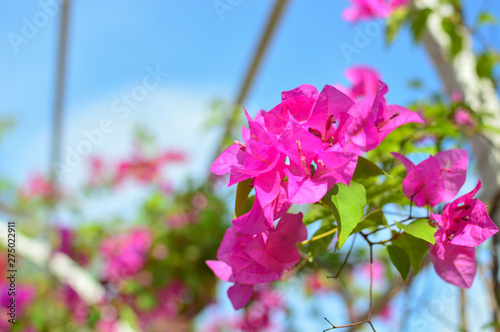Bougainvillea flowers and bougainvillea plant tree under the shiny blue sky in summer season. 