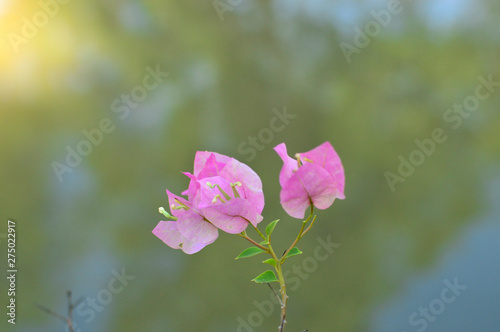 Closeup of Pink Bougainvillea Flower on Blurry Background