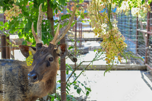 A closeup of a deer in an animal park standing looking away, photo taken in safari park in Thailand