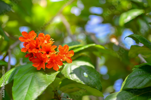 Beautiful, Close-up orange trumpet flowers with blurred green background in the garden.
