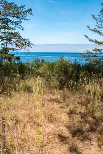 view of the blue ocean from high ground on the hill filled with green trees   bushes and brown grasses on a sunny day