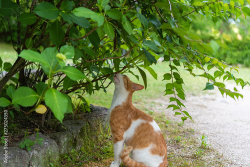 木の香りを嗅ぐ猫