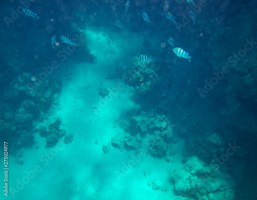 sea fish near coral, underwater