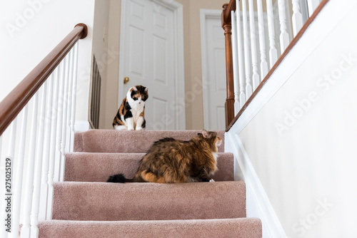 Two calico cats and maine coon sitting on carpet floor on top of second story level of home looking up by railing stairs staircase playing jumping photo