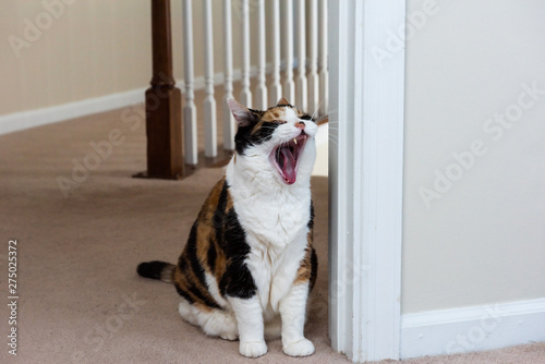 Funny expression on face of female calico cat sitting on carpet in home room inside house yawning with open mouth