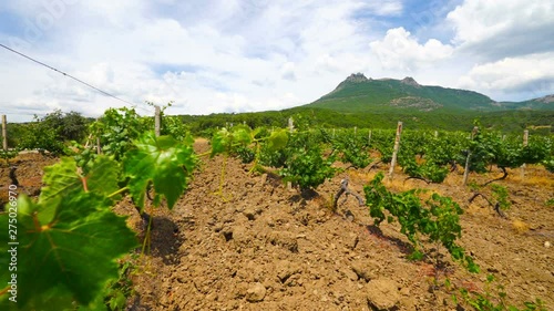 Summer vineyard at the foot of mountain Demerdzhi near Alushta city on southern shore of Crimea photo