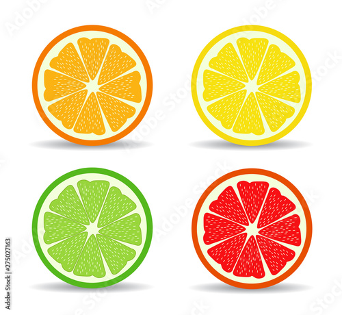 vector citrus slices illustration