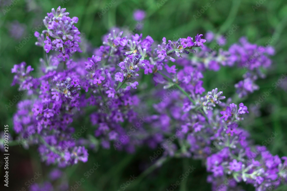 Blooming lilac lavender, close up, background. Fragrant beautiful flowers bloom in summer in the garden Blooming lilac lavender, close up, background. Fragrant beautiful flowers bloom in summer in the garden