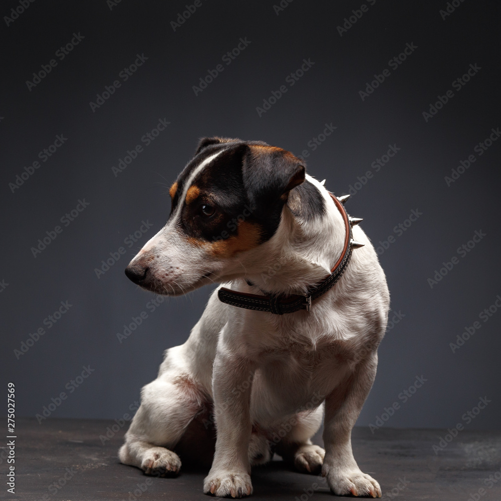 Jack Russell Terrier, one years old, sitting in front of gray background