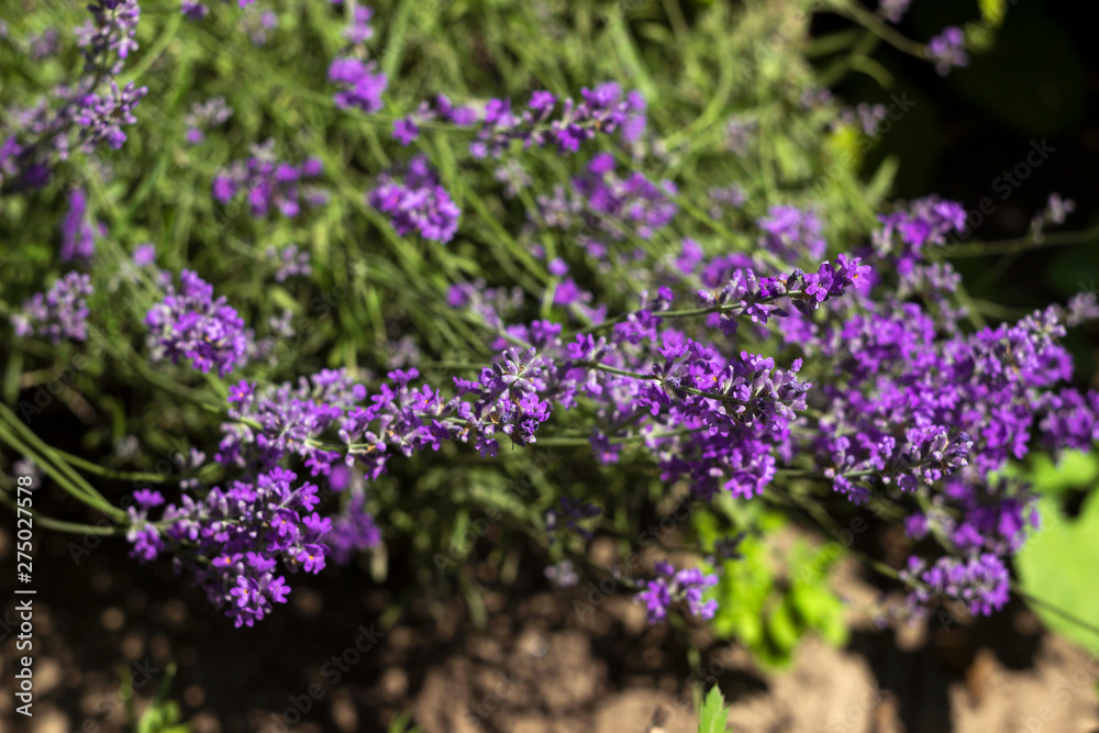 Obraz premium Blooming lilac lavender, close up, background. Fragrant beautiful flowers bloom in summer in the garden