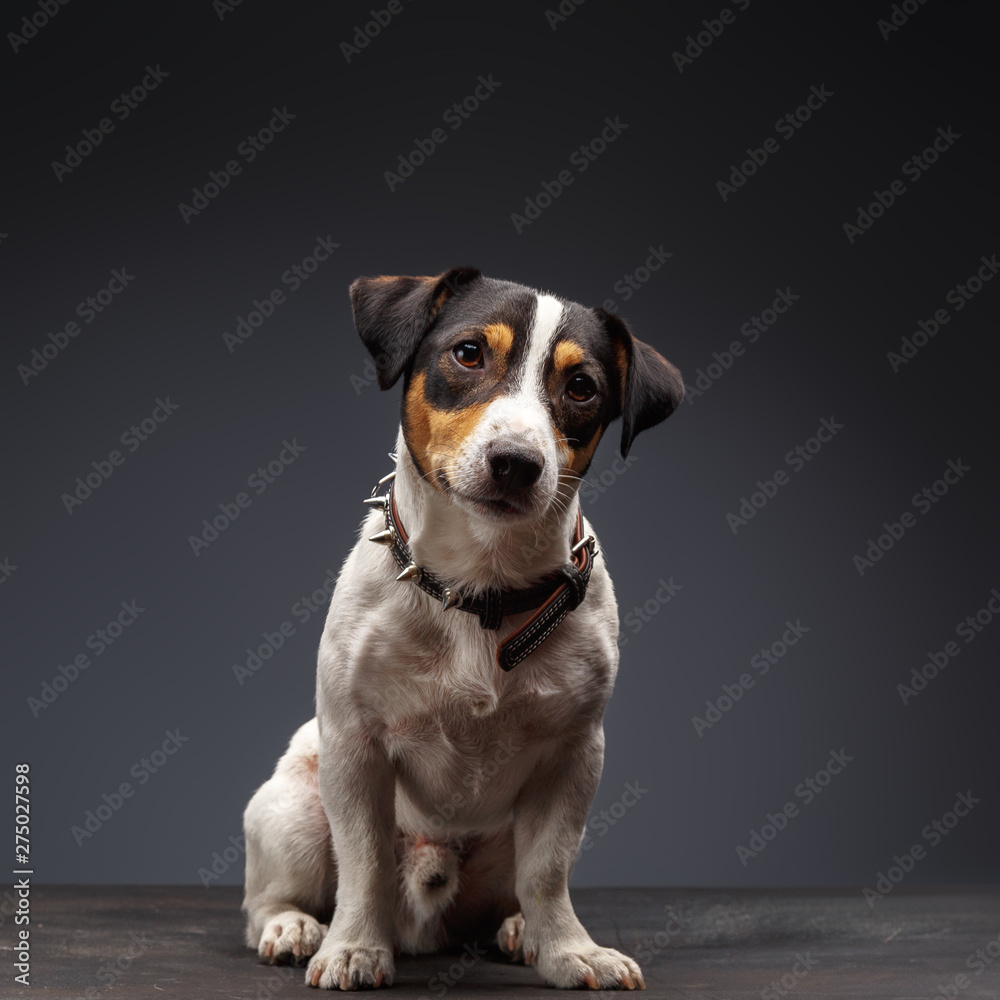 Jack Russell Terrier, one years old, sitting in front of gray background Jack Russell Terrier, one years old, sitting in front of gray background