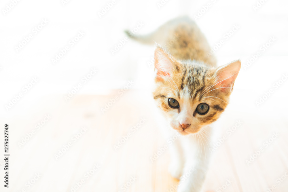 さすけ さすけ