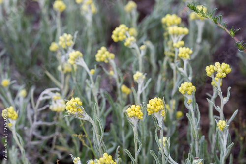 Helichrysum arenarium  dwarf everlast  immortelle yellow flowers