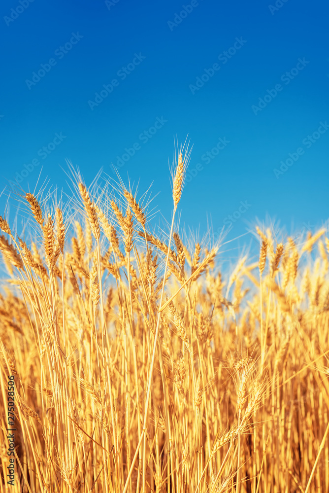 golden color agriculture field. ripe wheat close up under blue sky golden color agriculture field. ripe wheat close up under blue sky