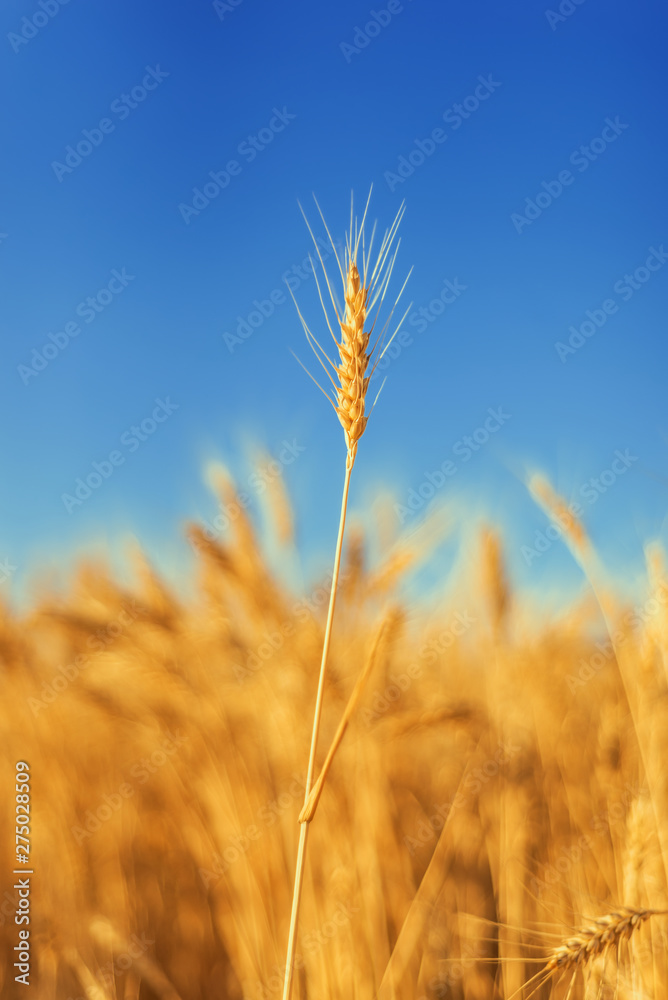 golden color agriculture field. ripe wheat close up under blue sky golden color agriculture field. ripe wheat close up under blue sky
