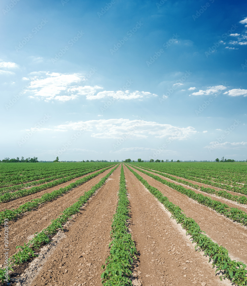 agriculture field with green sprout tomatoes in rows and blue sky with clouds over it