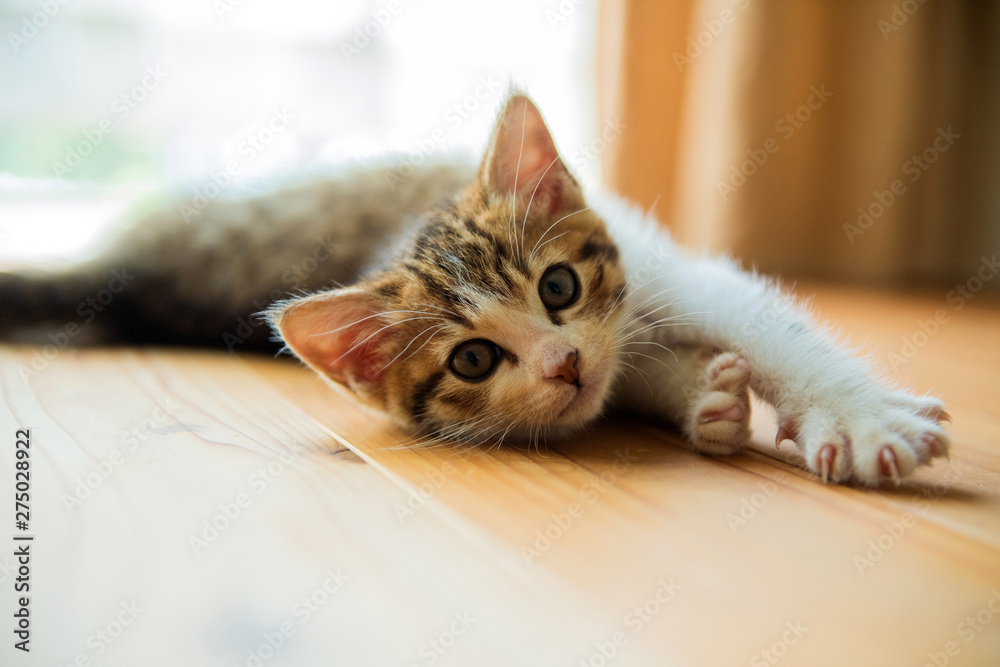Fotografie 仔猫