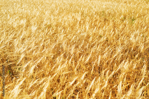background with golden field. agriculture field with wheat.