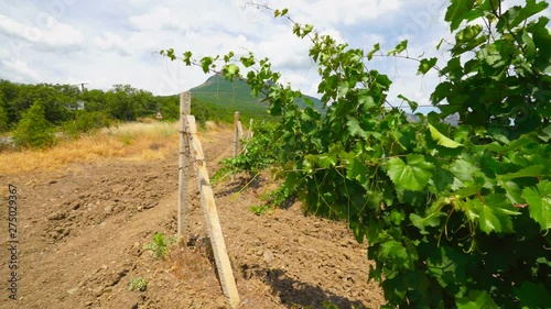 Summer vineyard at the foot of mountain Demerdzhi near Alushta city on southern shore of Crimea photo