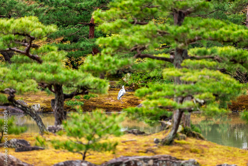 Lake in temple or shrine garden with framing of trees by grey heron bird on moss in Kyoto, Japan photo
