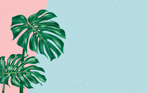 Monstera deliciosa on color paper background with copy space vector illustration