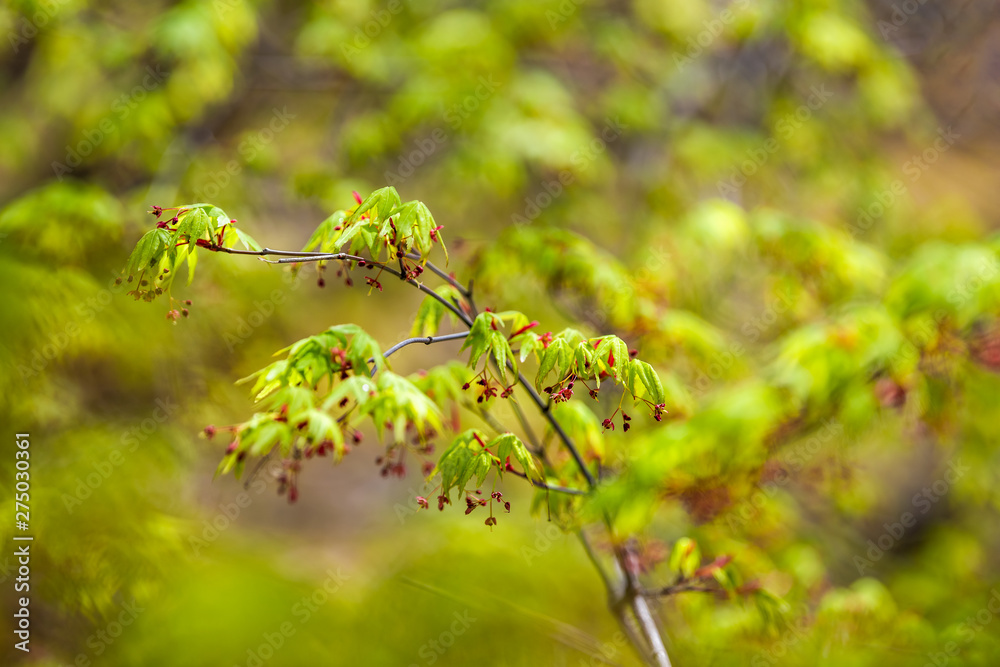 Macro closeup of bright red japanese maple green leaves on tree with bokeh background in temple garden in Kyoto, Japan Macro closeup of bright red japanese maple green leaves on tree with bokeh background in temple garden in Kyoto, Japan