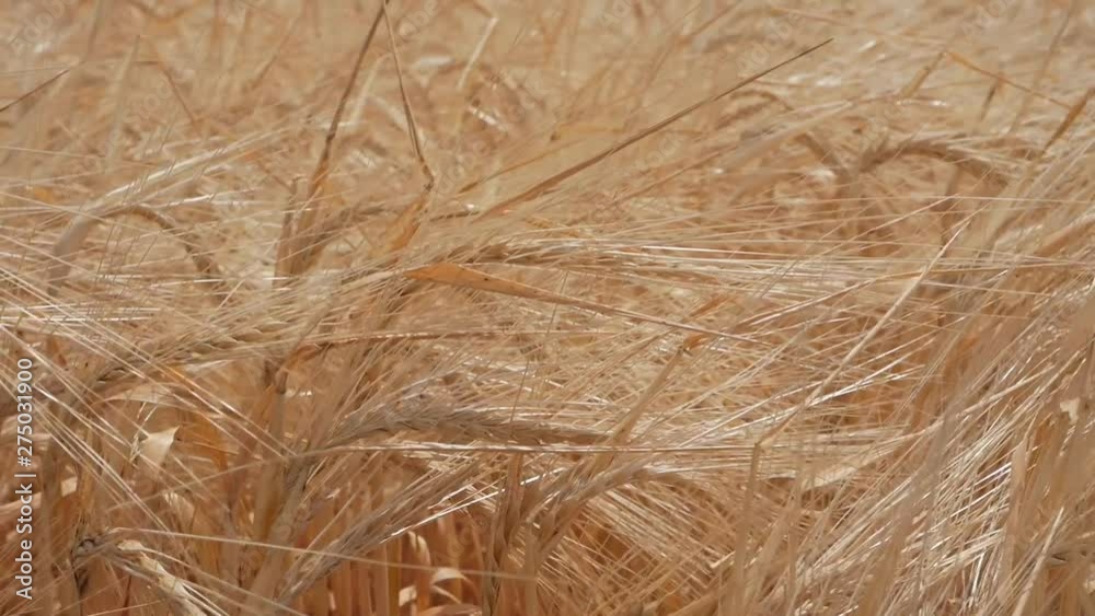 ripe rye swaying in the wind. organic food. slow motion ripe rye swaying in the wind. organic food. slow motion