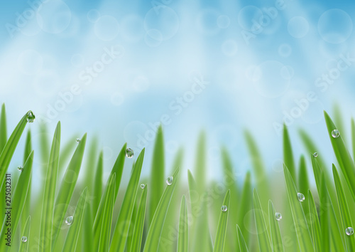 Grass in droplets of water background. A nature fresh web banner
